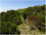 Planina Dol - Rzenik